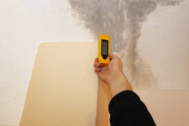 Best Water Damage & Mold Remediation  in Athens, MI