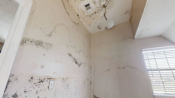 Athens, MI Mold Removal Company