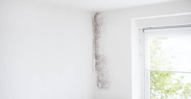 Best Airborne Mold Testing  in Athens, MI