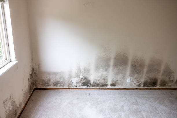 Best Mold Removal for HVAC Installations  in Athens, MI