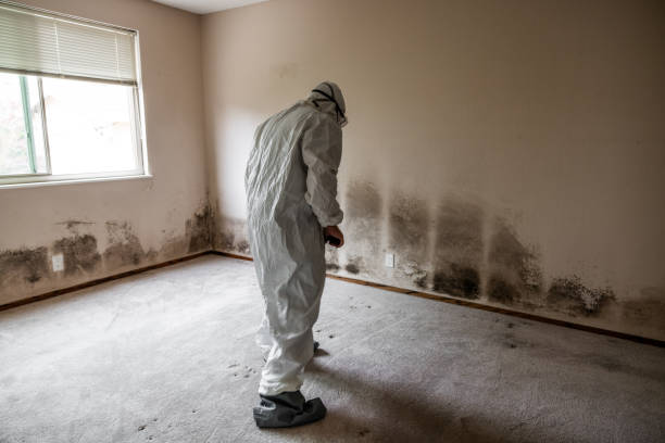 Mold Documentation for Insurance Claims in Athens, MI