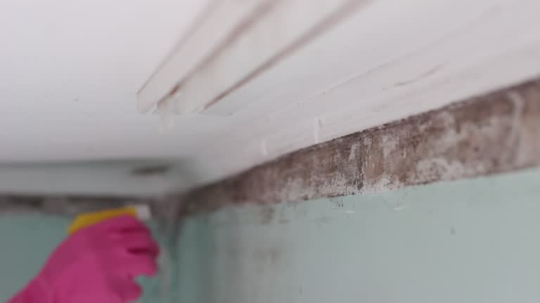 Best Basement Mold Removal  in Athens, MI